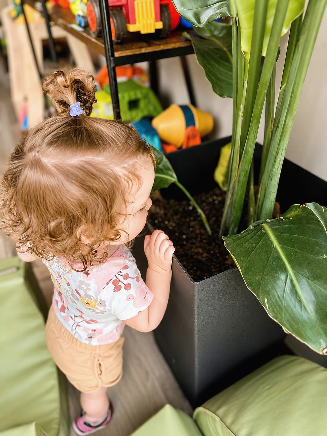 A Wicker Park toddler exploring a large classroom plant